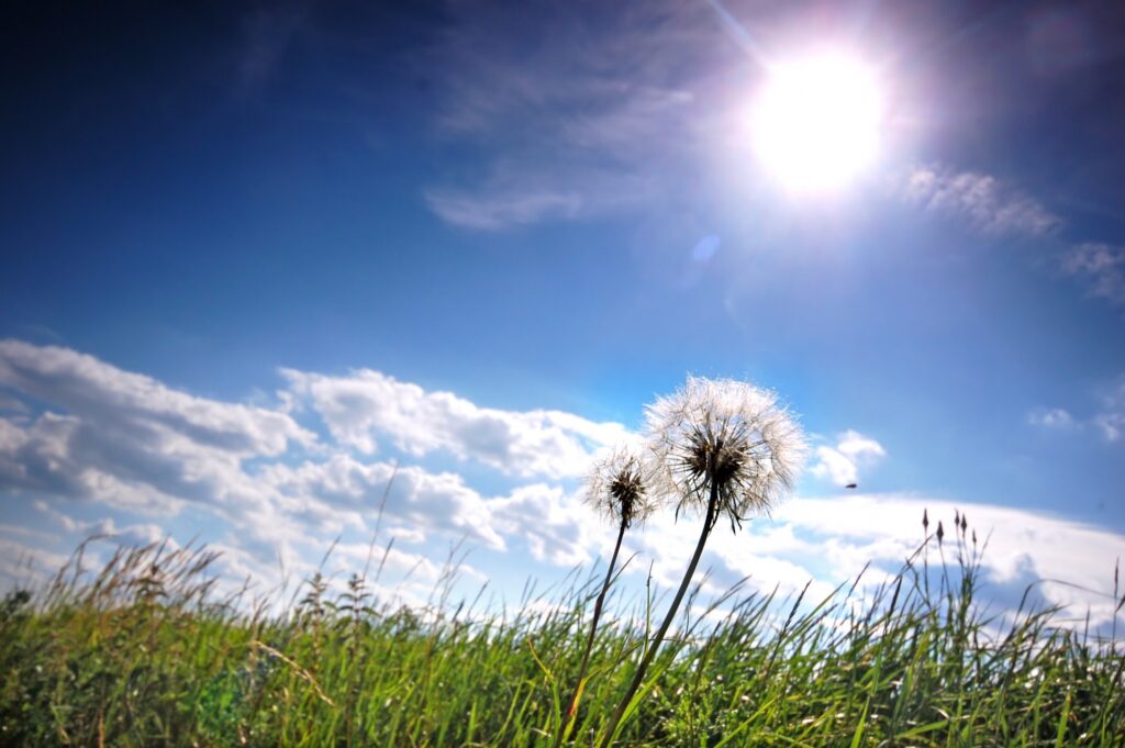 Dandelion looked from the grass towards the sky